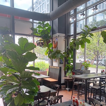 Fiddle-leaf fig trees beside the window tables