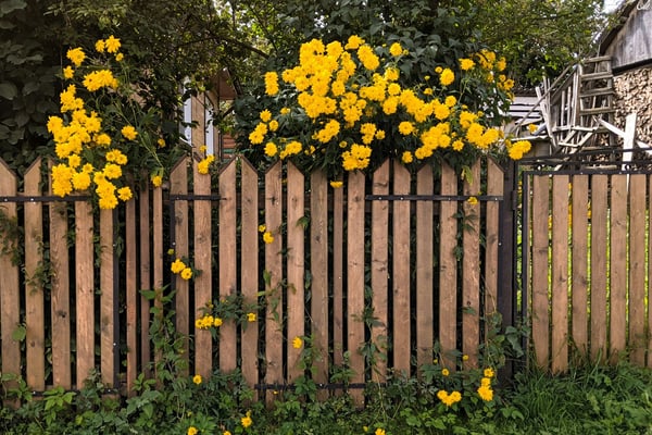 Fence or pergola staining project