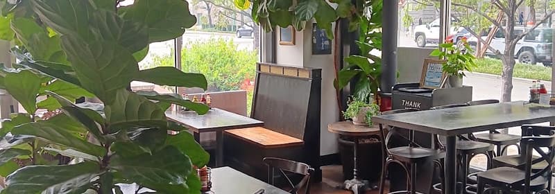 Fiddle-leaf fig trees beside the window tables